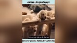 Review phim: MARLEY AND ME ❤🥰 Bạn nào có nhu cầu làm video về phim liên hệ mình reviewphimhay mephim xuhuong thinhhanh
