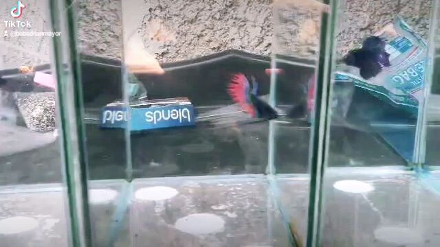 Crowntail betta fish! available sanroque navotas