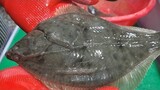 [초보자를 위한 도다리 회뜨기] 돌도다리 손질후 먹어봤어요. Korean fish market - Flounder sashimi
