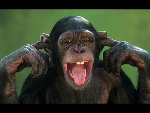 Aren't monkeys just the funniest? - Funny monkey compilation