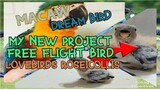 African Lovebirds:  Project free flight bird, Roseicollis/ Dream Bird Macaw,