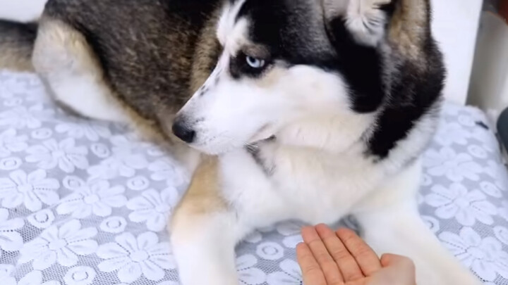 Dog Video | When You Put Your Hand In Front Of A Husky