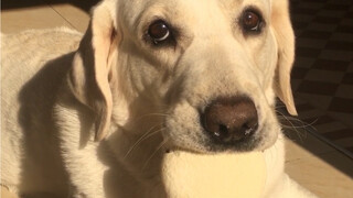 Saat Anda memberi tahu Labrador Anda: Anda hanya boleh makan sedikit (2)