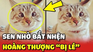 Nhờ bé mèo "BỊ LÉ" bắt giùm CON NHỆN trên tường khiến cô gái bất lực 😂 | Yêu Lu