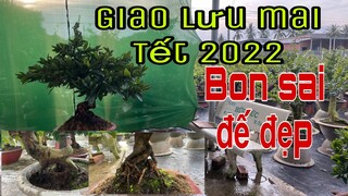 16/11al: Mai Bon sai  Đế đẹp chơi Tết năm 2022.Zalo 0386 599 504 Phương