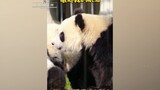 熊猫听懂四川话系列：熊猫听到开饭了跑得有多快