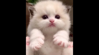 ลูกแมวน่ารัก&น่าLoveใจละลาย Ep4 baby cats cute and funny cat videos compilation เหมียวๆ