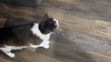 Kucing: Wow, mainan baru~ Ah! ! ! Tidak lagi! !