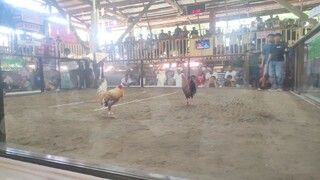 2cock First Fight Win