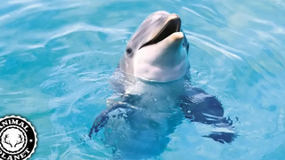 Ocean Life 🔴 Marine Animal Videos Compilation (2019) Animales Marinos Video Recopilación