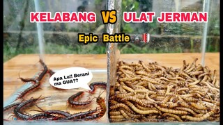 EKSPERIMEN: KELABANG vs ULAT JERMAN [BATTLE]