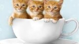 Những chú Chó Mèo siêu hài hước và đáng yêu *** Hot Tik Tok *** #31