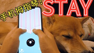 对狗弹琴？手机拇指琴也能弹出《STAY》！贾斯丁比伯&The Kid LAROI