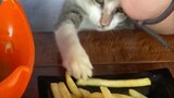 Bikin gemes kucing nyomot kentang goreng, muncul dari bawah ketiak