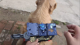 Apa jadinya jika seekor anjing Golden Retriever memakai sabuk Kamen Rider?