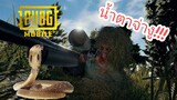 PUBG MOBILE | น้ำตาจ่างู แมพไทย