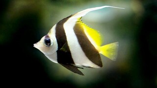 Ikan manfish untuk aquarium air tawar