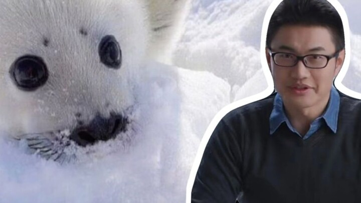 Harp Seal: แมวน้ำจะน่ารักขนาดไหน?