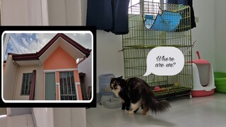 Our new Home with Cats || Clowder zone