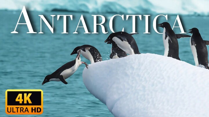 Wild Winter Survival  Wildlife documentary in Hindi National Geographic Documentary