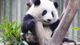 【Panda He Hua】She Really Knows How to Entertain