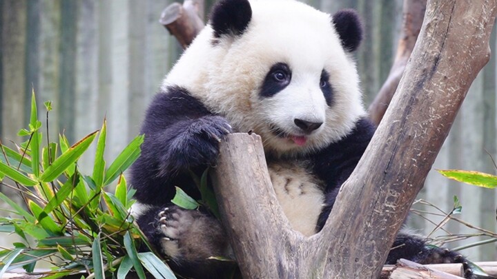 [Panda Hehua] ทำให้ผู้ชมรักก็ง่ายพอ ๆ กับกินไผ่นั่นแหละ