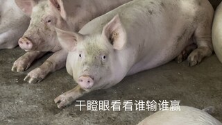 跟一头猪对视4分53秒，全程无滤镜无美颜无对白，试问有谁能坚持到，我做到了赢了，它后来忍不了了来瞪我一眼就走了，这一走它就输了