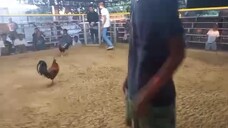 Dark Legged Carablade Bangis Cut Win by Bangis Gamefarm