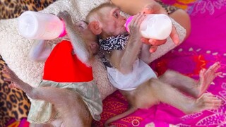 So lovely when tiny Toto & Yaya drinking milk happily