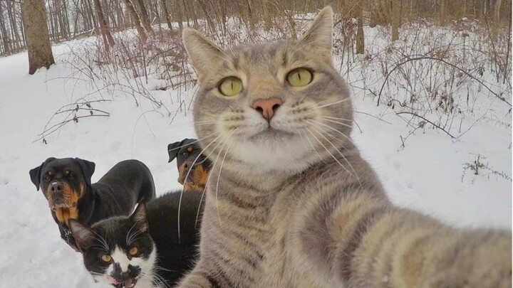 Animal selfies collection