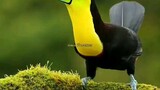Toco Toucan Burung Surga Endemik Brazil 🦜