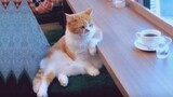 Funny Cats ✪ FUNNY VIDEOS you'll NEVER FORGET!