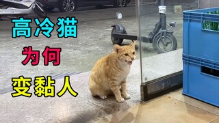 独来独往的流浪猫，变得温顺黏人，主动上门求收养，原来它怀孕了