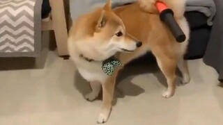 Ninja shiba-inu