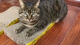 Pet|Exchange a new scratching post