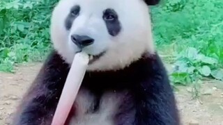 panda eating