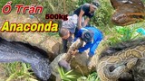 Cả Team Hoảng Loạn Đối Đầu Ổ Trăn Anaconda Khổng Lồ Nặng 500kg | ToànQN
