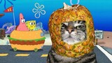 Spongebob SquarePants || Kompilasi Kucing Lucu Bikin Kentut masuk angin