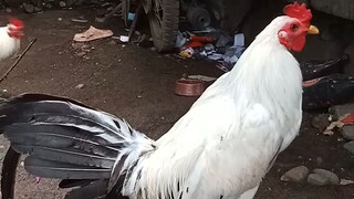 streamer