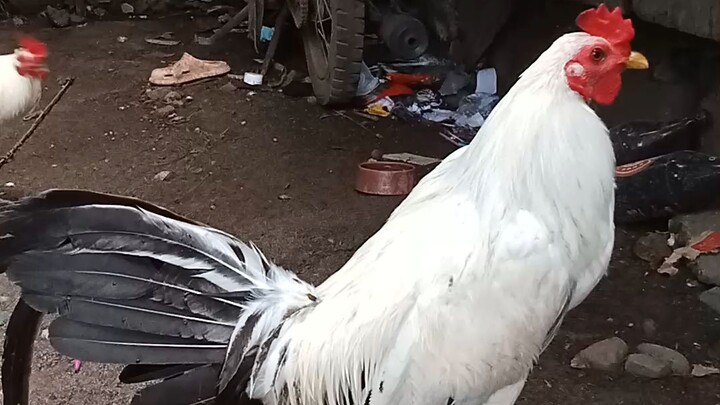 streamer