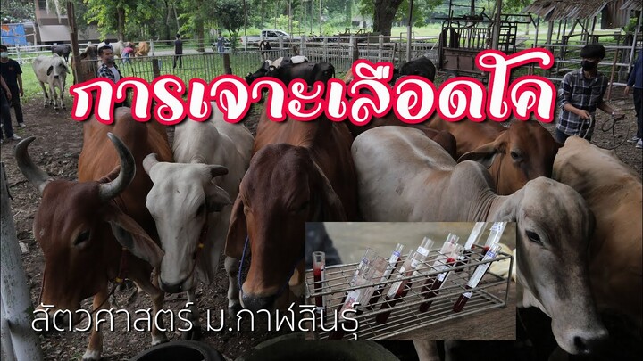 🔴 การเจาะเลือดโค เพื่อส่งห้องปฏิบัติการ - [สัตวศาสตร์ ม.กาฬสินธุ์ ปี 2565]
