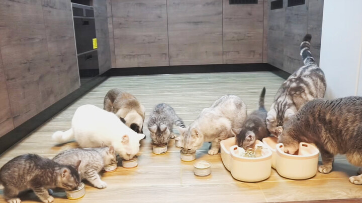 [Animals]Feeding 10 cats is his happiness