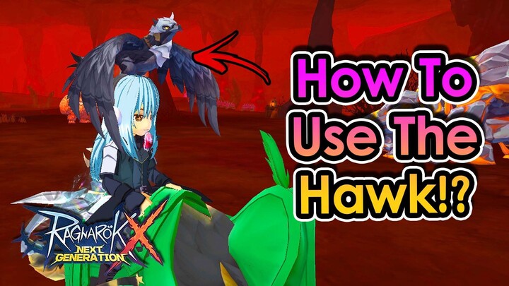 [ROX] Windhawk Hawk Build Setup For Optimum Damage With DPS Test | King Spade