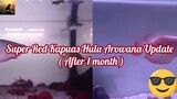 Super Red Kapuas Hulu Arowana ( UPDATE ) | Episode 2