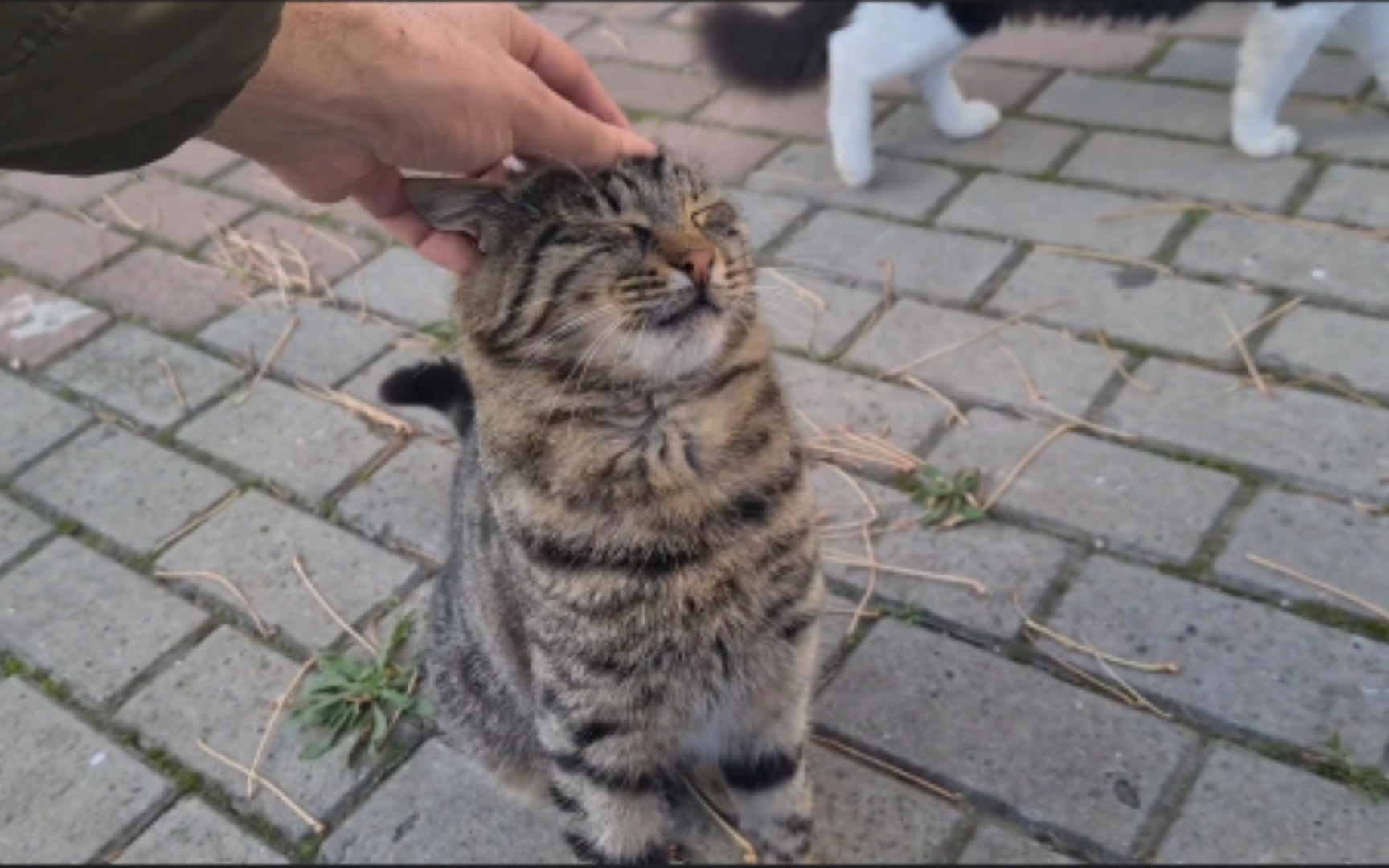 喂过流浪狸花猫后 它又带着其他没有饭吃的猫猫过来找我了 Bilibili 喂过流浪狸花猫后 它又带着其他没有饭吃的猫猫过来找我了 Bilibili