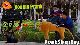 [Best New Prank] Best Dog Prank Collection 2021 - Super Funny Video