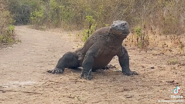 Musangshie