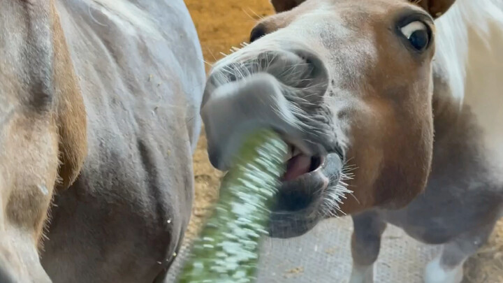 Horse eats cucumber for the first time