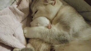 [Hewan]Momen Terbahagia Anak Kucing, Yaitu Saat Tidur Dipeluk Ibu