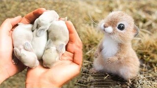 น่ารักมาก! Cutest baby animals Videos Compilation Cute moment of the Animals - Cutest Animals 17